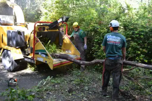 tree services Blandinsville